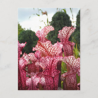 Carte Postale Plante Pink Pitcher
