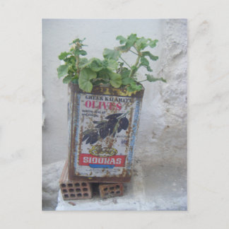 Carte Postale Plante poussant dans une boîte en olive, Naxos, Gr