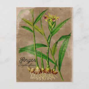 Carte postale Plante racine Ginger de style vintag