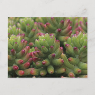 Carte Postale plante Sedum, Musée du désert d'Arizona-Sonora,