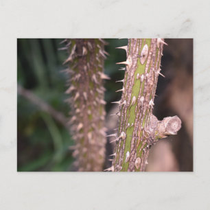 Carte Postale Plante Stem Thorns Nature Park Photographie