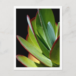 Carte Postale Plante succulente du désert