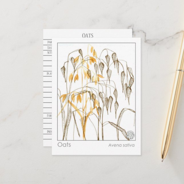 Carte Postale Plante sur les grains d'avoine Materia Medica Herb (Devant/Arrière en situation)