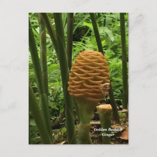 Carte Postale Plante Tropical de Beehive Ginger