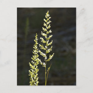 Carte Postale Plante vert