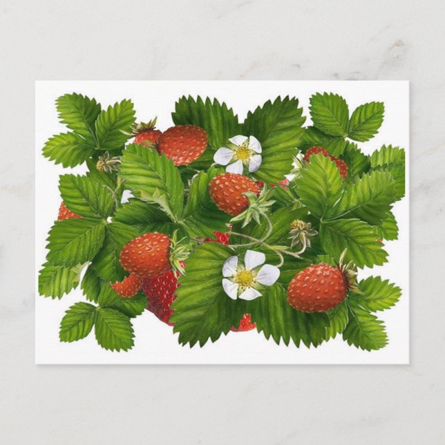Carte Postale Plante vintage aux fraises (Devant)