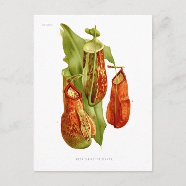 Carte Postale Plantes de Pitcher (Devant)
