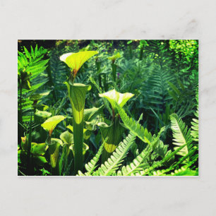 Carte Postale Plantes de Pitcher Jaune