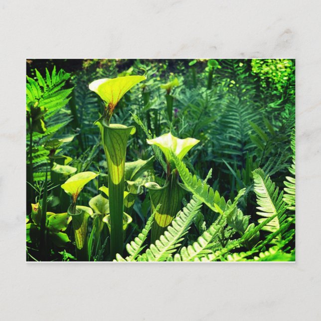 Carte Postale Plantes de Pitcher Jaune (Devant)