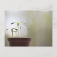 Plantes de tournesol poussant dans le pot 2