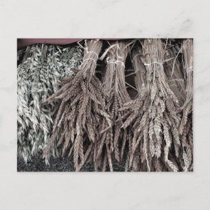 Carte Postale Plantes séchés pour la décoration
