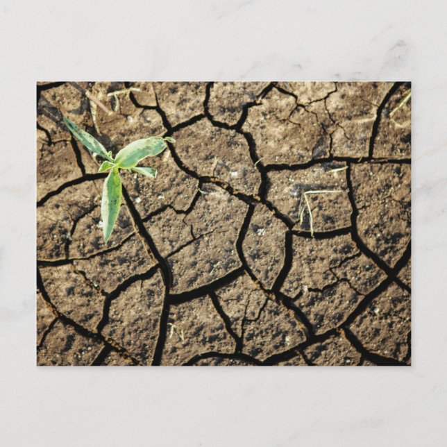 Carte Postale Plantule dans une terre fissurée (Devant)