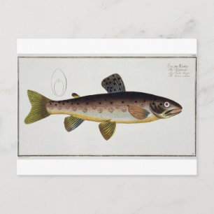Carte Postale Plaque XXIII de truite Brown (Salmo Iasustris) de