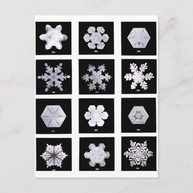 Carte Postale Plaques de flocon de neige Photographie météorolog (Devant)