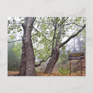Carte Postale Platarbre forestier de Chypre ancienne nature fore