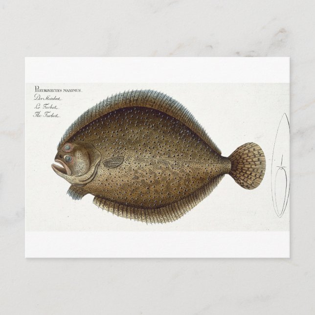 Carte Postale Plate de turbot (Pleuronectes Maximus) XLIX de 'Ic (Devant)
