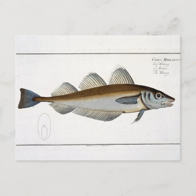 Carte Postale Plate LXV de Whiking (Gadus Merlangus) de 'Ichthyo (Devant)