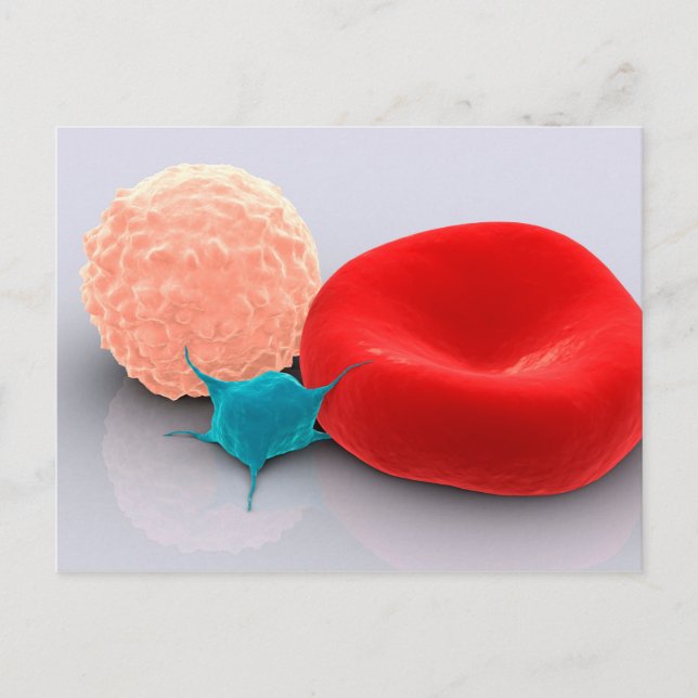 Carte Postale Platelet, Cellules De Sang Rouge Et Blanc (Devant)