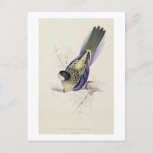 Carte Postale Platycercus Brownii, ou Parrakeet Brown (Plaque 2