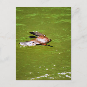 CARTE POSTALE PLATYPUS DANS L'EAU EUNGELLA AUSTRALIE