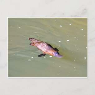 CARTE POSTALE PLATYPUS DANS L'EAU EUNGELLA AUSTRALIE