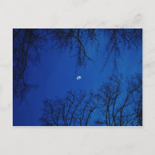 Carte Postale Pleine lune D'Hiver Avec Arbres