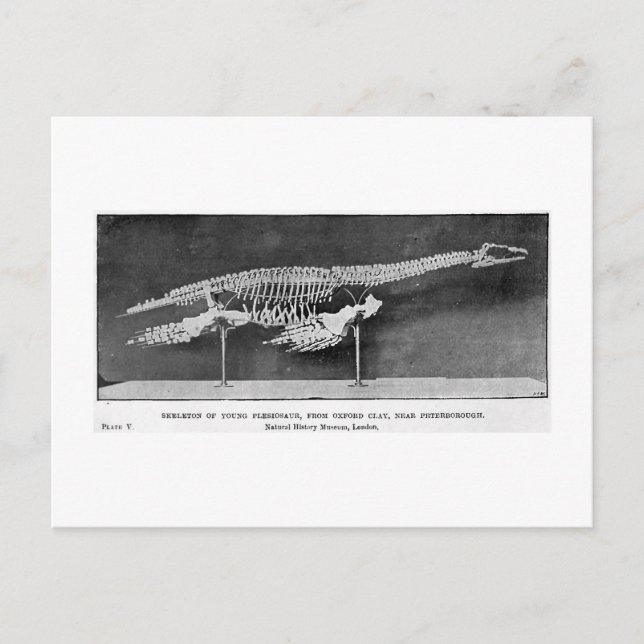 Carte postale Plesiosaur art (Devant)