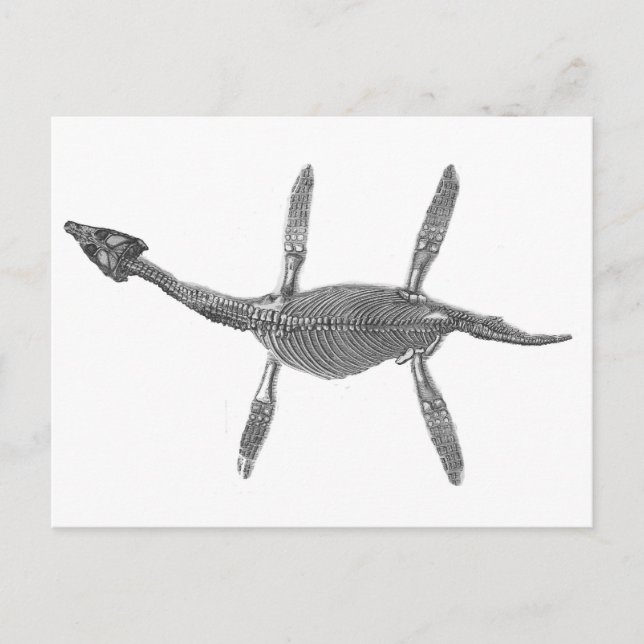 Carte Postale Plesiosaurus Squelette Antique Print (Devant)