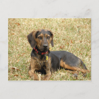 Carte Postale Plott Hound