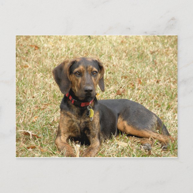 Carte Postale Plott Hound (Devant)