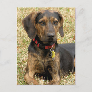 Carte Postale Plott Hound
