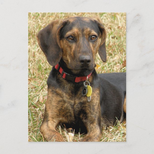 Carte Postale Plott Hound (Devant)