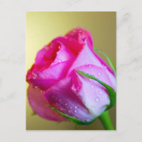 Pluie Abandonner les baisers de la nature sur Rose