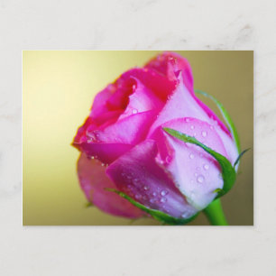 Carte Postale Pluie Abandonner les baisers de la nature sur Rose