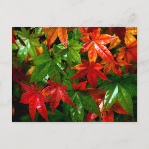 Carte Postale Pluie d'automne