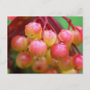 Carte Postale Pluie et baies