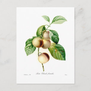 Carte Postale Plum