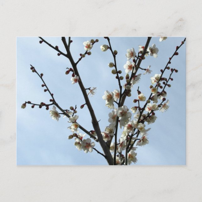 Carte Postale Plum Blossom : Tokyo (Devant)