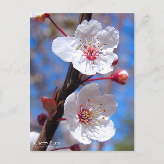 Carte Postale Plum cerise [Carte postale] (Devant)