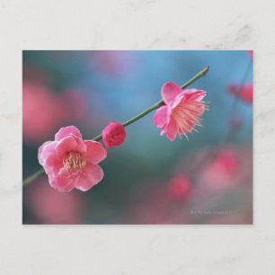 Carte Postale Plum japonais 4