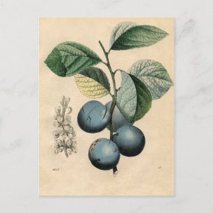 Carte Postale Plum vintage Botanique Imprimer iPhone 8 Coques