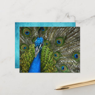Carte Postale Plumage de paon magnifique   