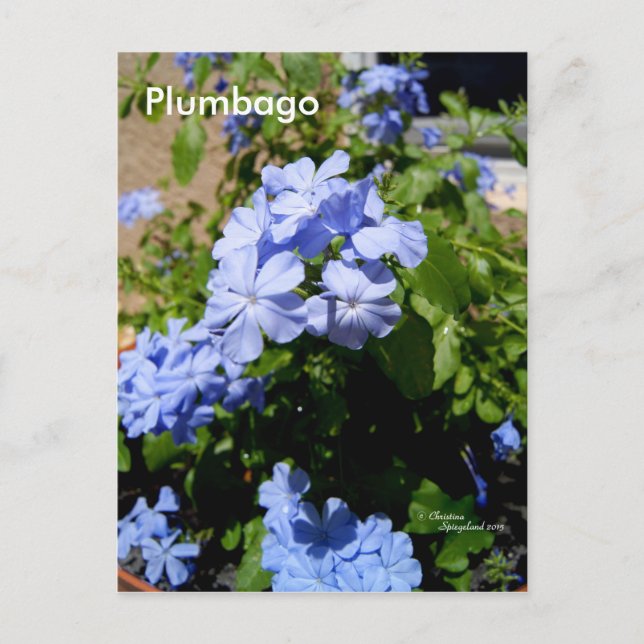 Carte postale Plumbago (Devant)
