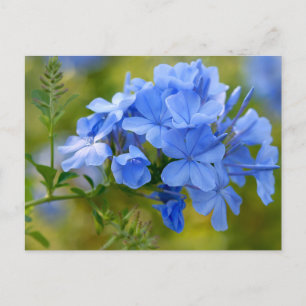 Carte Postale Plumbago - Photo de fleurs d'été bleues