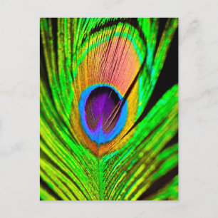Carte Postale Plume de paon aux couleurs néon