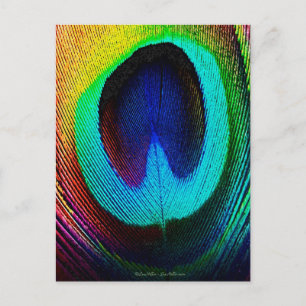 Carte Postale Plume de paon vibrant