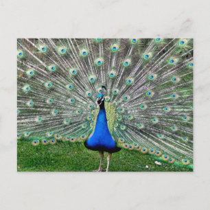 Carte postale Plume Peacock