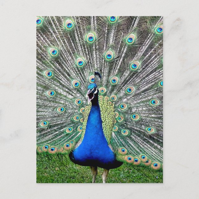 Carte postale Plume Peacock (Devant)