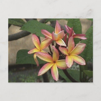Carte postale Plumeria