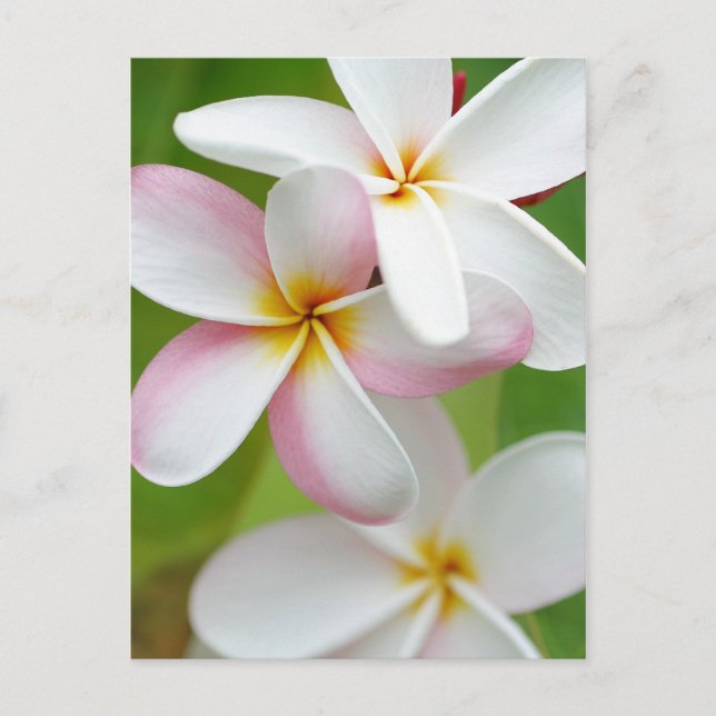 Carte Postale Plumeria Frangipani Hawaii Fleur Customisée Blank (Devant)